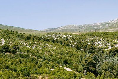 Hiking in the heart of the pine forest on the Col de la Gardiole